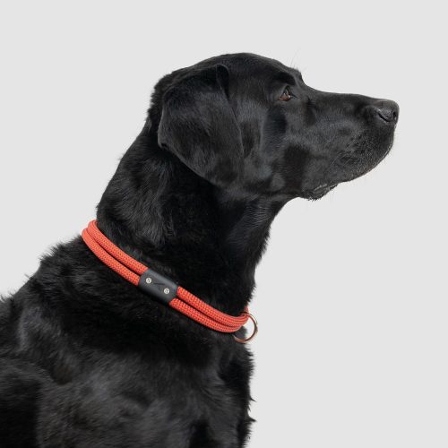 atlas pet company lifetime collar fixed length lifetime warranty climbing rope dog collar 10