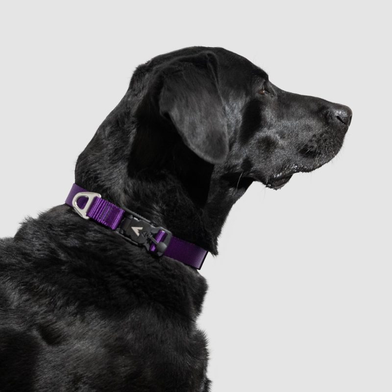 atlas pet company lifetime lite collar adjustable webbing collar for active dogs 10