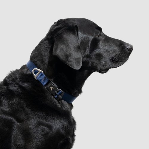 atlas pet company lifetime lite collar adjustable webbing collar for active dogs 4