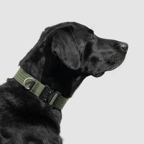 atlas pet company lifetime pro collar customizable tactical dog collar for working dogs 8